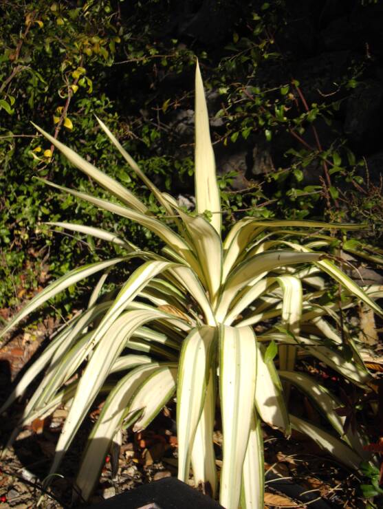 Yucca guatamalensis &quot;real jewel&quot;, une variété nouvelle
