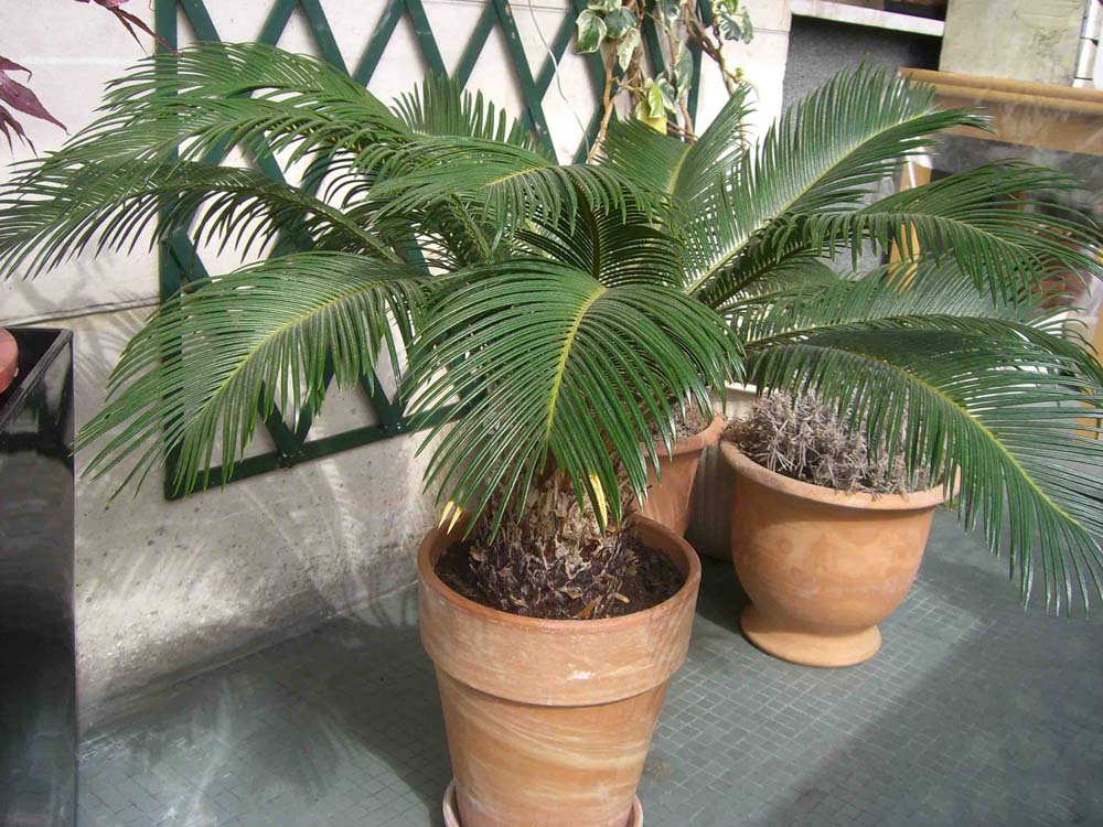 CYCAS 1_1
