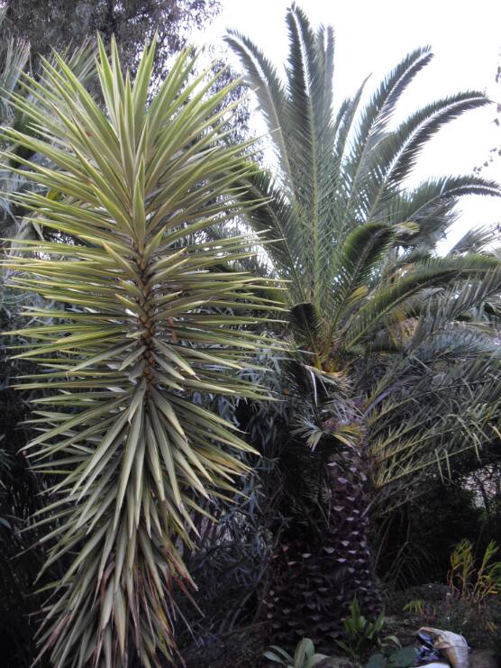 Yucca guatamalensis &quot;jewel&quot; et derrière mon phoenix rescapé du CRP