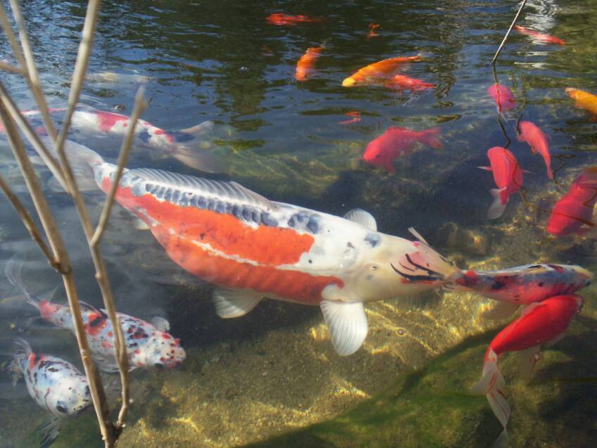 Poissons ( carpes koï et carrassins )dans mon plus grand bassin