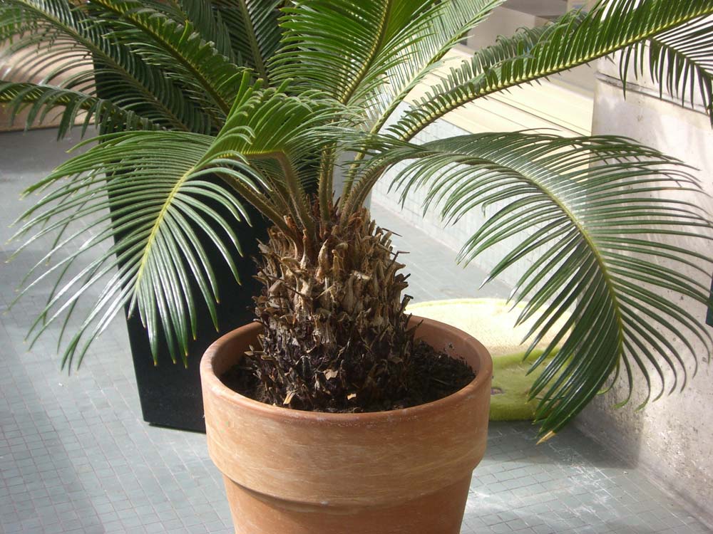 CYCAS 1_2