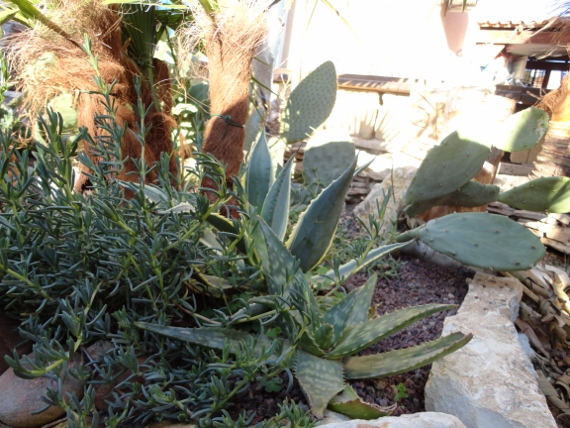 DSC00105 (570x428).jpg