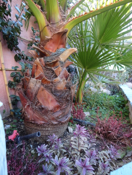 DSC00109 (428x570).jpg