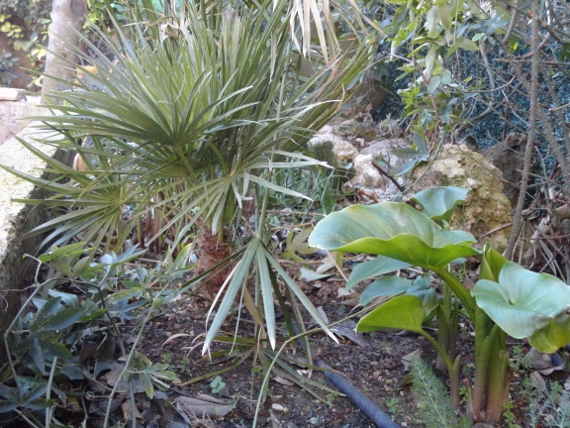 DSC00117 (570x428).jpg