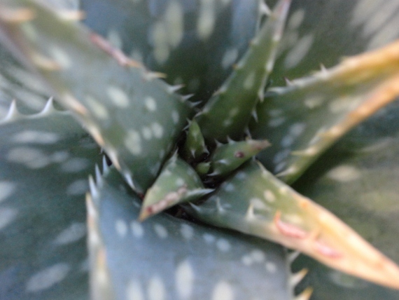 DSC00121 (570x428).jpg