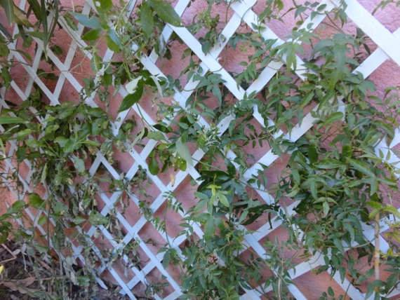 DSC00122 (570x428).jpg