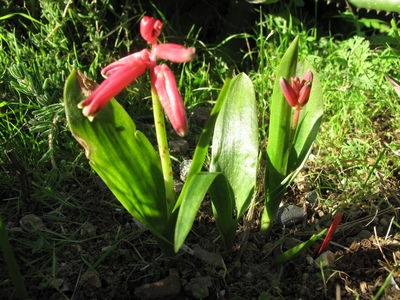 Lachenalia bulbifera le 21 janvier.jpg