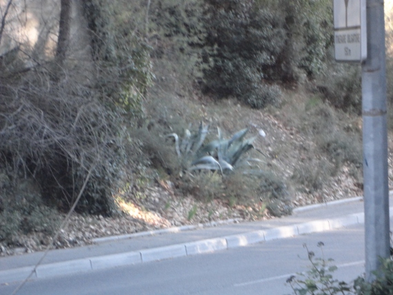 DSC00246 (570x428).jpg