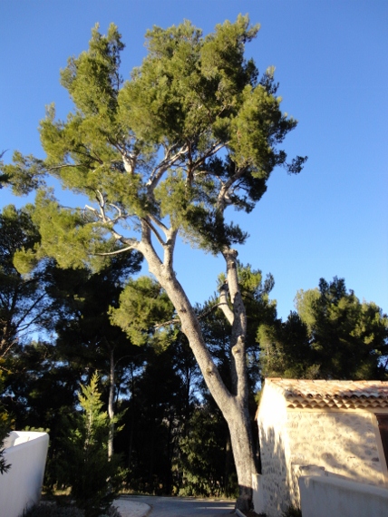 DSC00300 (428x570).jpg
