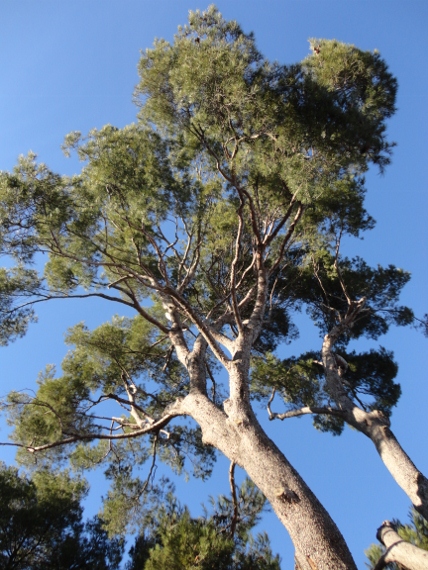 DSC00301 (428x570).jpg