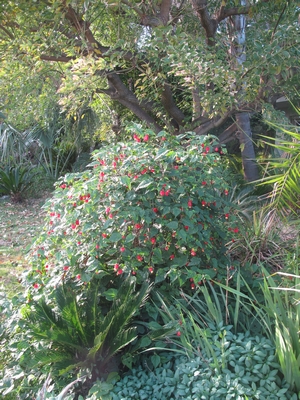 Abutilon megapotamicum et son environnement, 400X300.jpg