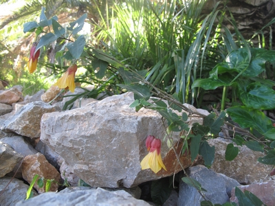 Abutilon megapotamicum, fleurs jaunes 400X300.jpg