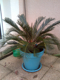 cyca revoluta.JPG