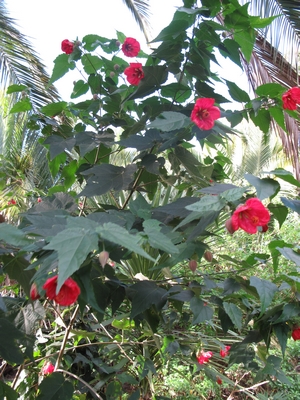 Abutilon rouge 400X300.jpg