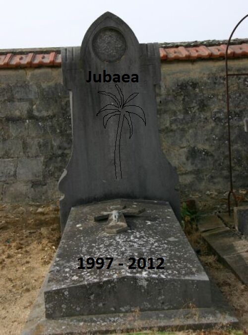 Tombe jubaea.jpg