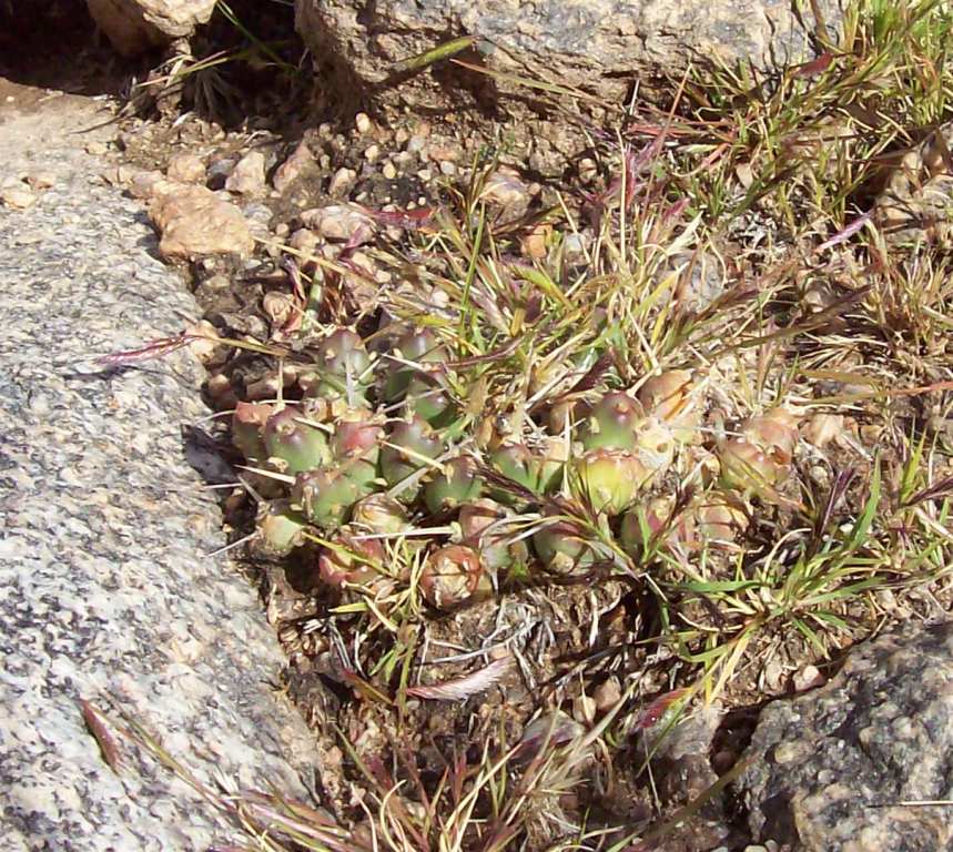Maihuenopsis glomerata.JPG
