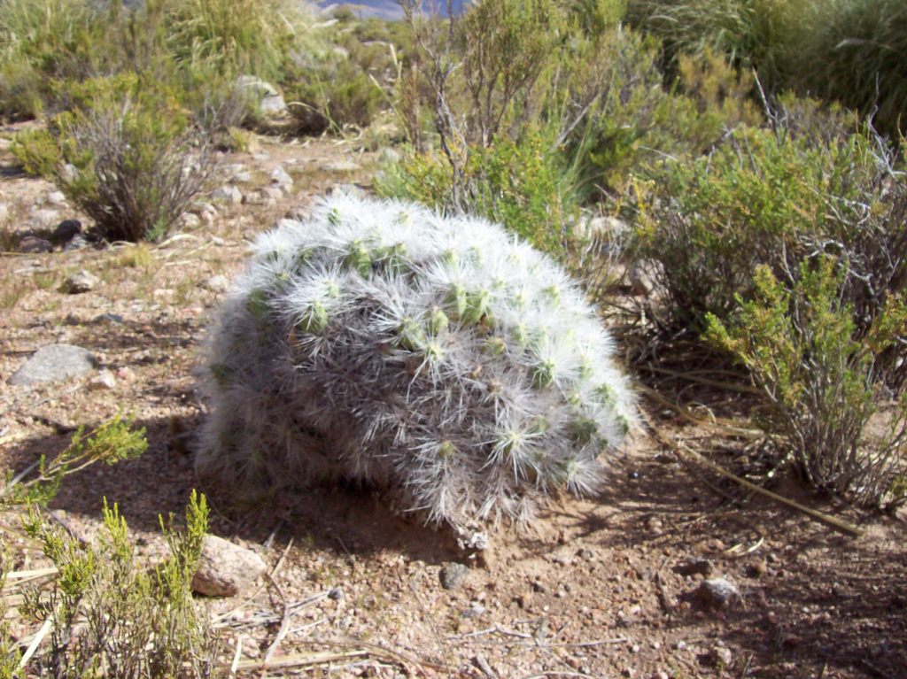 mahuenopsis.JPG