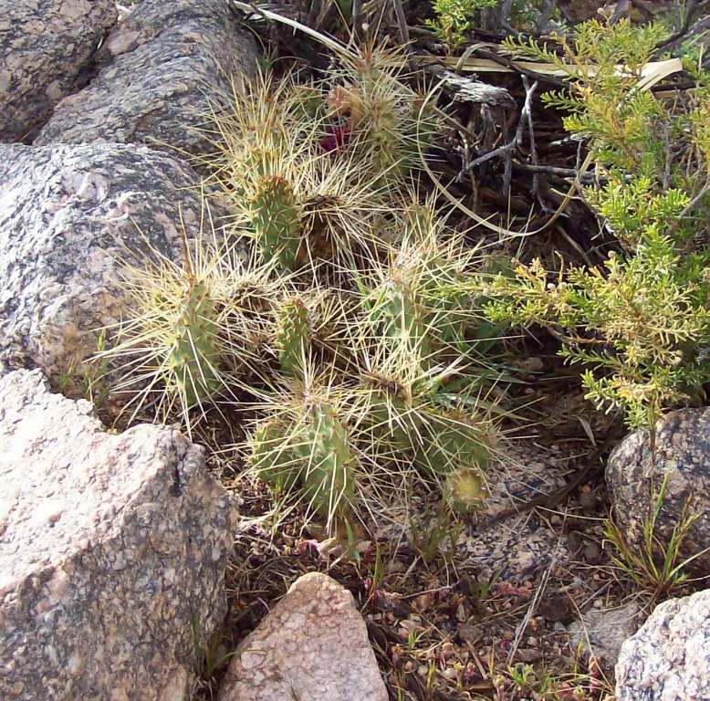 Opuntia soehrensii Britt..JPG