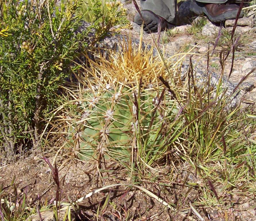 Trichocereus pasacana.JPG