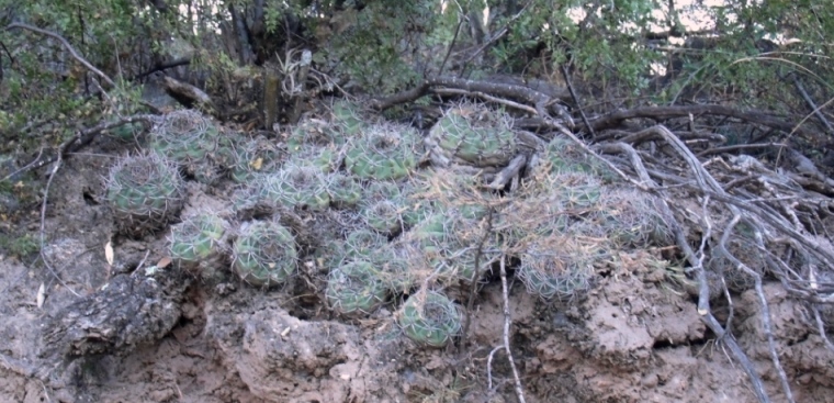 cactus1.JPG