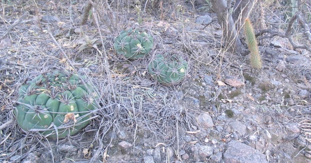 cactus2.JPG
