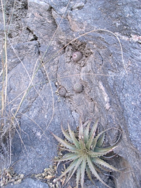 cactus4.JPG