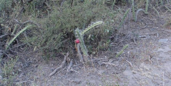 cactus5.JPG