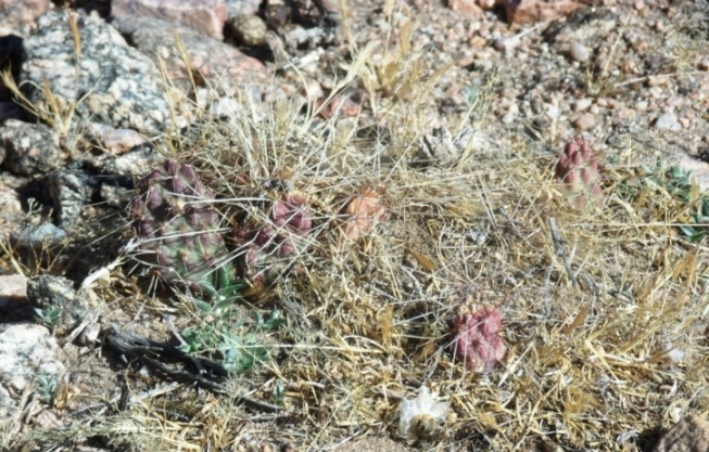 cactus3.JPG