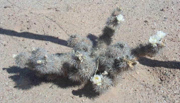 cactus6.JPG