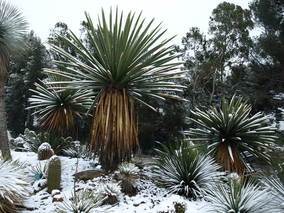 Yucca-faxoniana.jpg