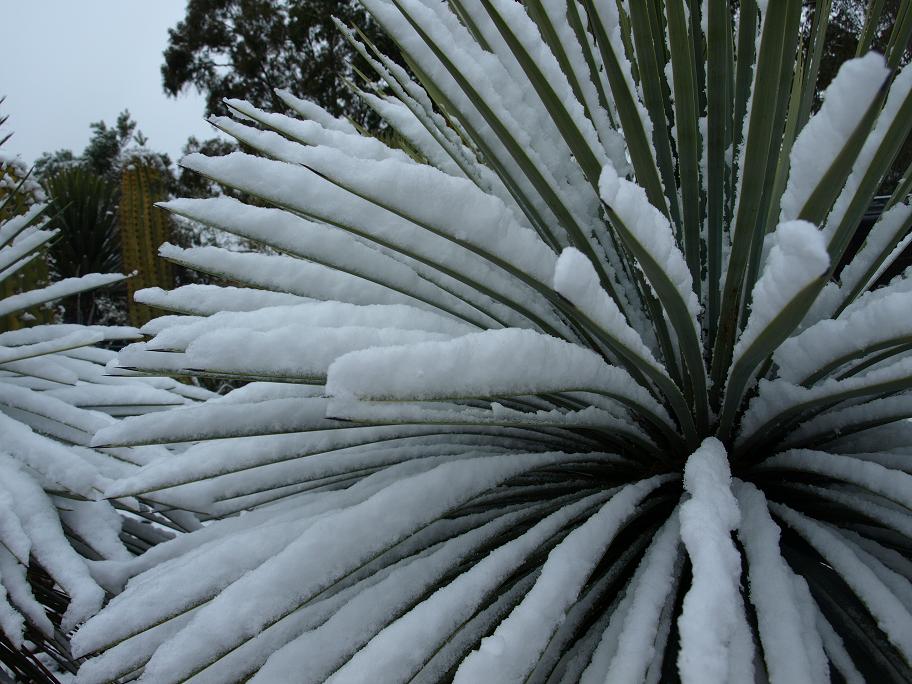 Yucca-linearifolia.jpg