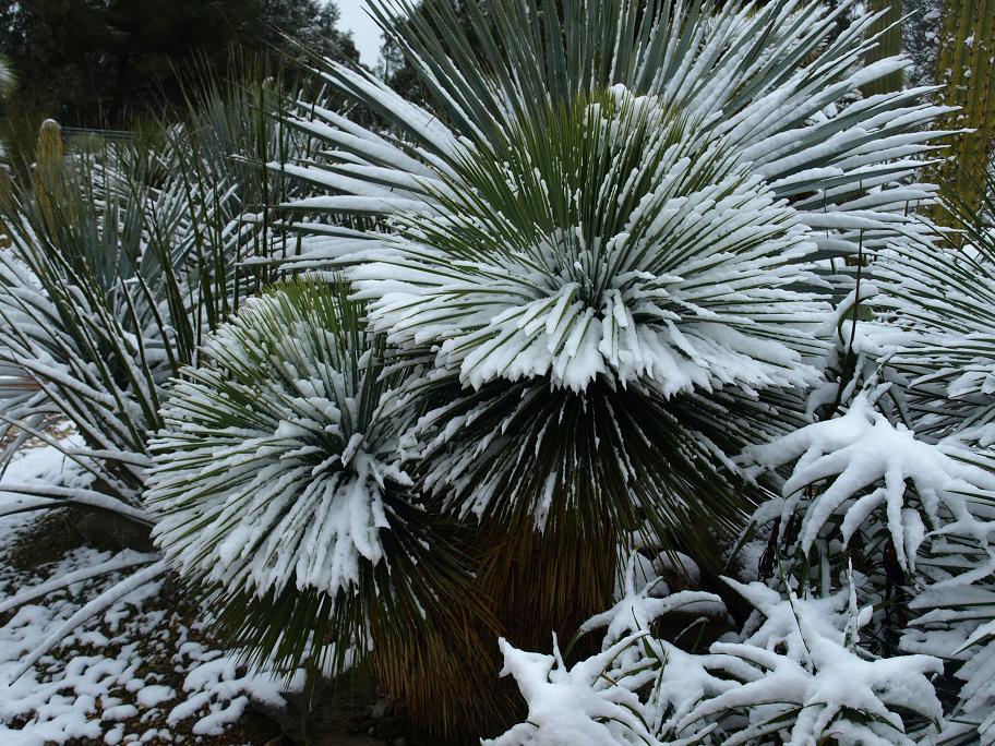 Yucca-linearifolia2.jpg