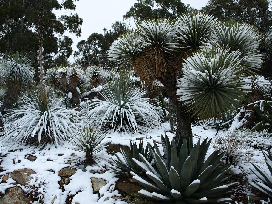 Yucca-thompsoniana.jpg
