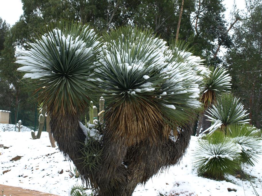 Yucca-thompsoniana2.jpg
