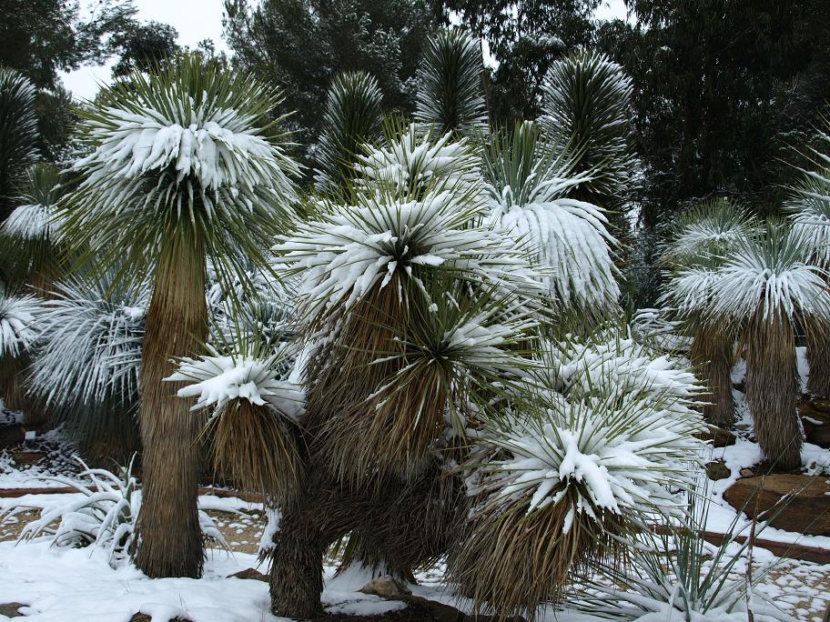 Yucca-thompsoniana3.jpg