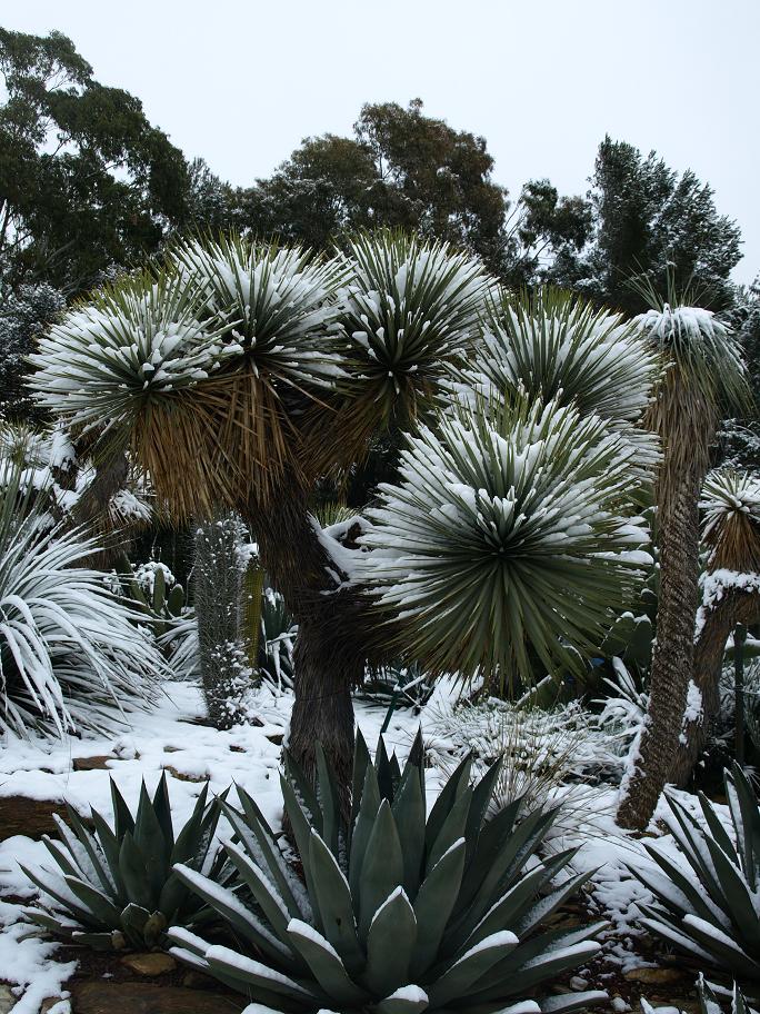Yucca-thompsoniana4.jpg