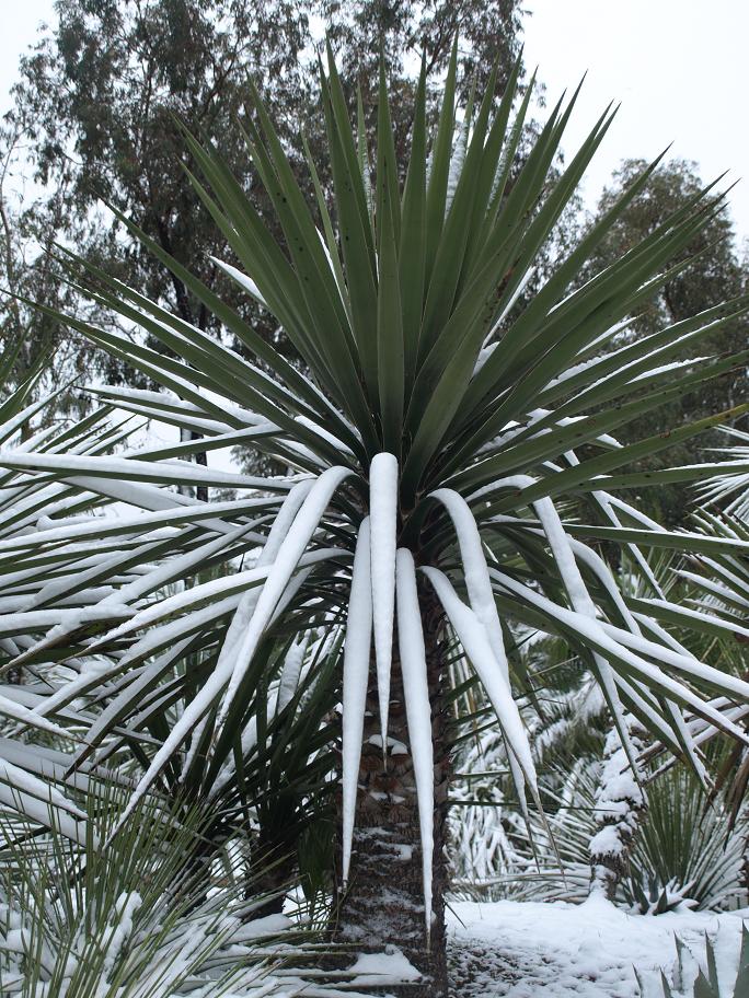 Yucca-grandiflora.jpg