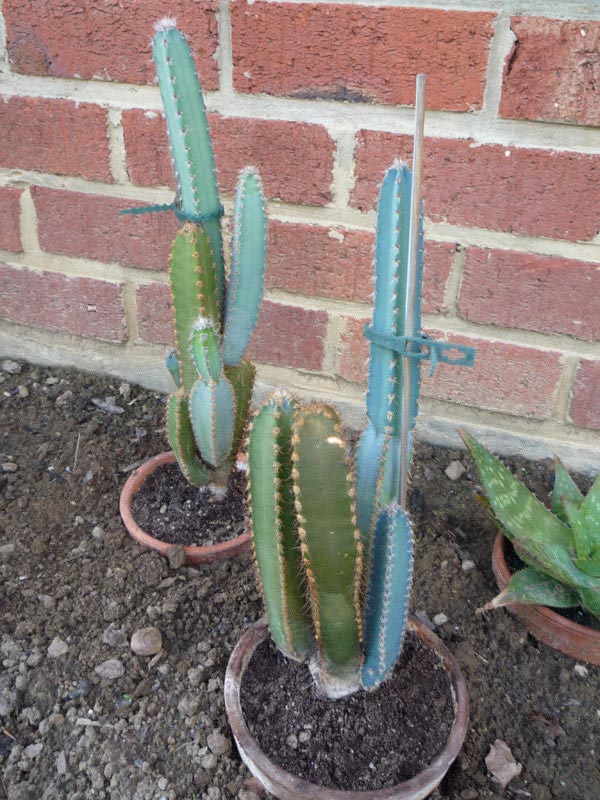 P1020107.jpg