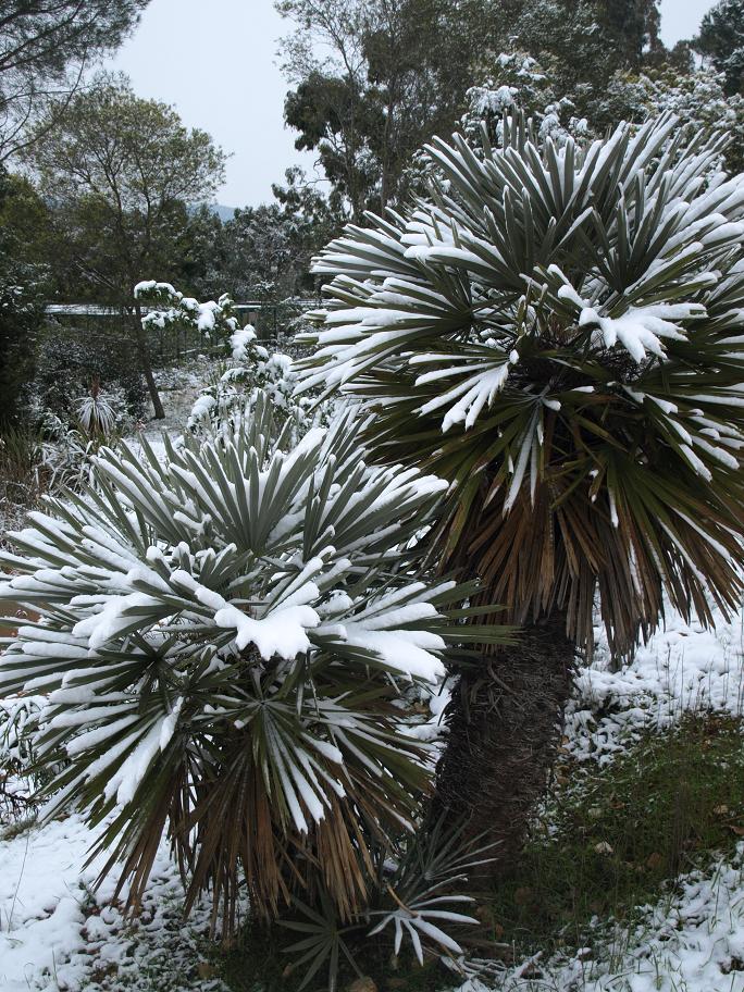 Trithrinax-campestris.jpg