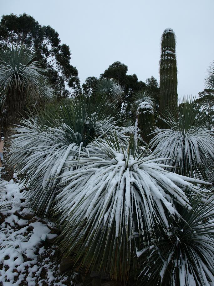 Yucca-linearifolia5.jpg