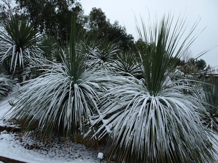 Nolina-matapensis.jpg