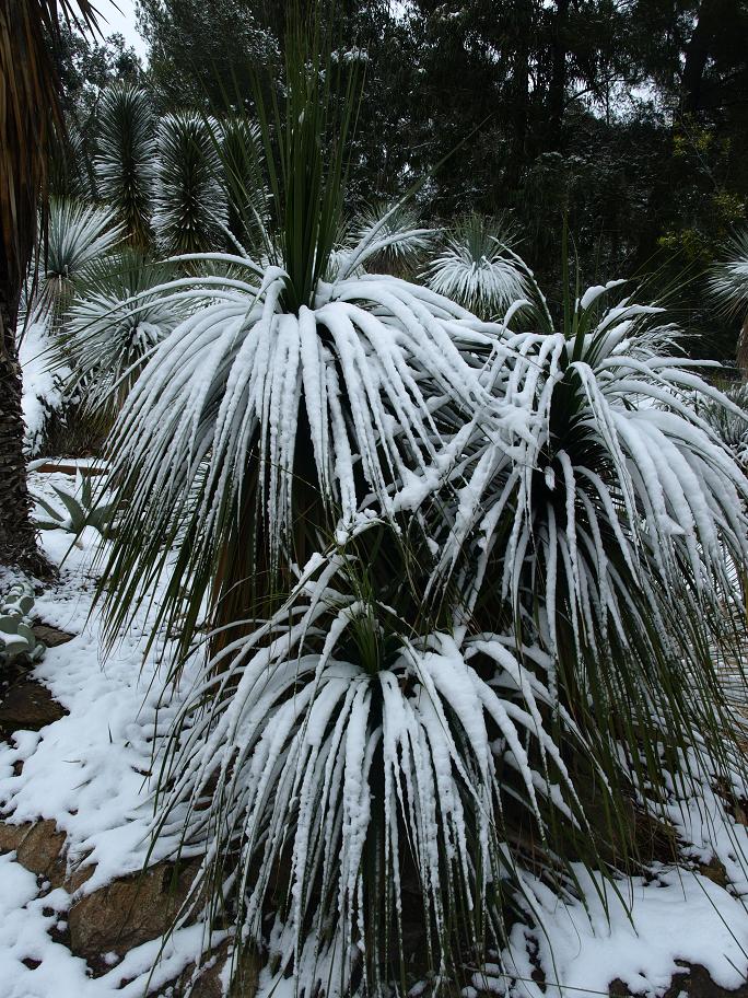 Nolina-longifolia.jpg