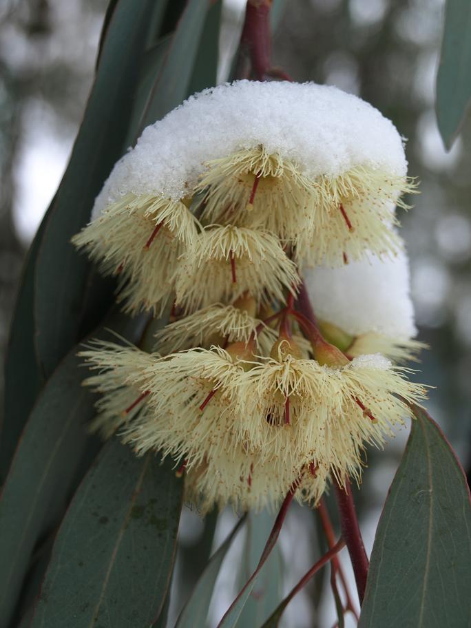 Eucalyptus-sideroxylon-creme.jpg
