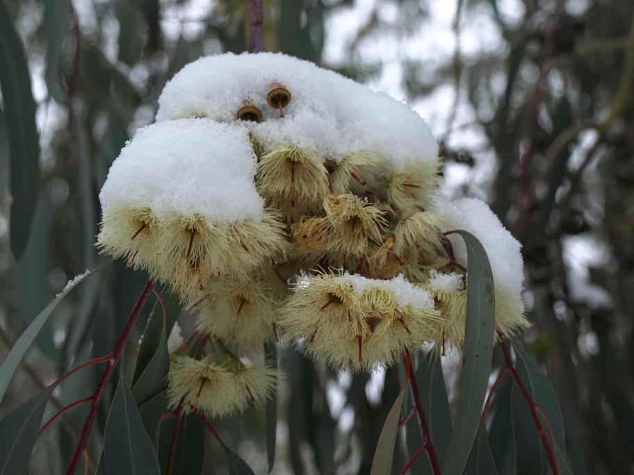 Eucalyptus-sideroxylon-creme2.jpg