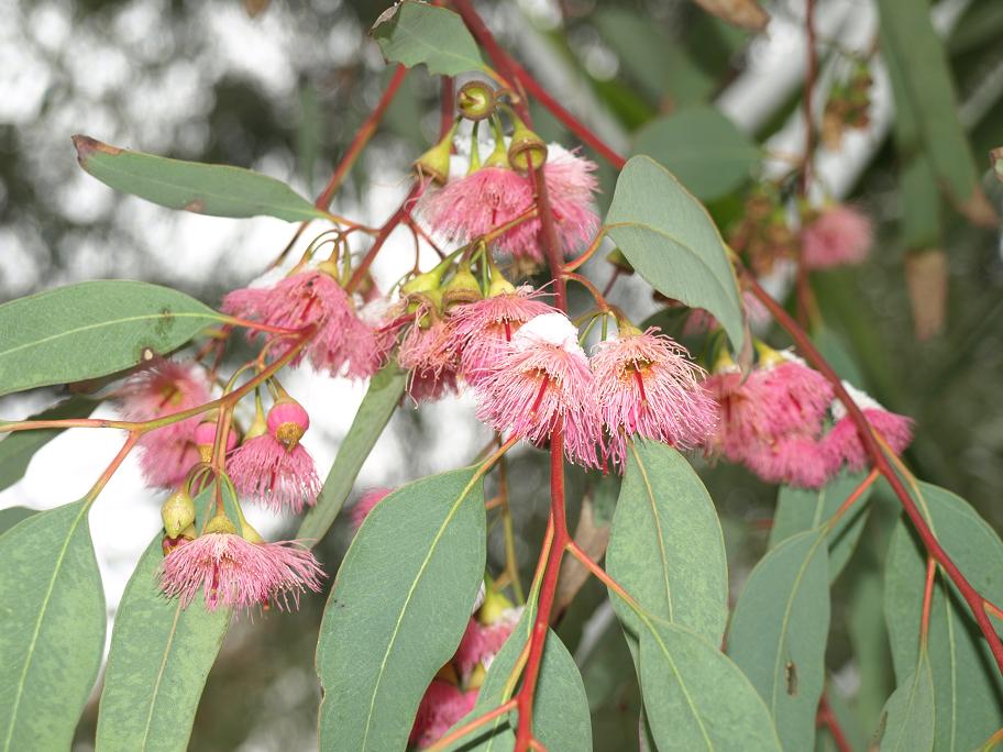 Eucalyptus-sideroxylon-rose.jpg