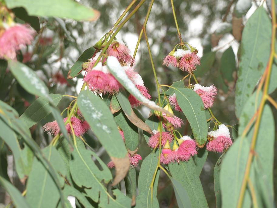 Eucalyptus-sideroxylon-rose2.jpg