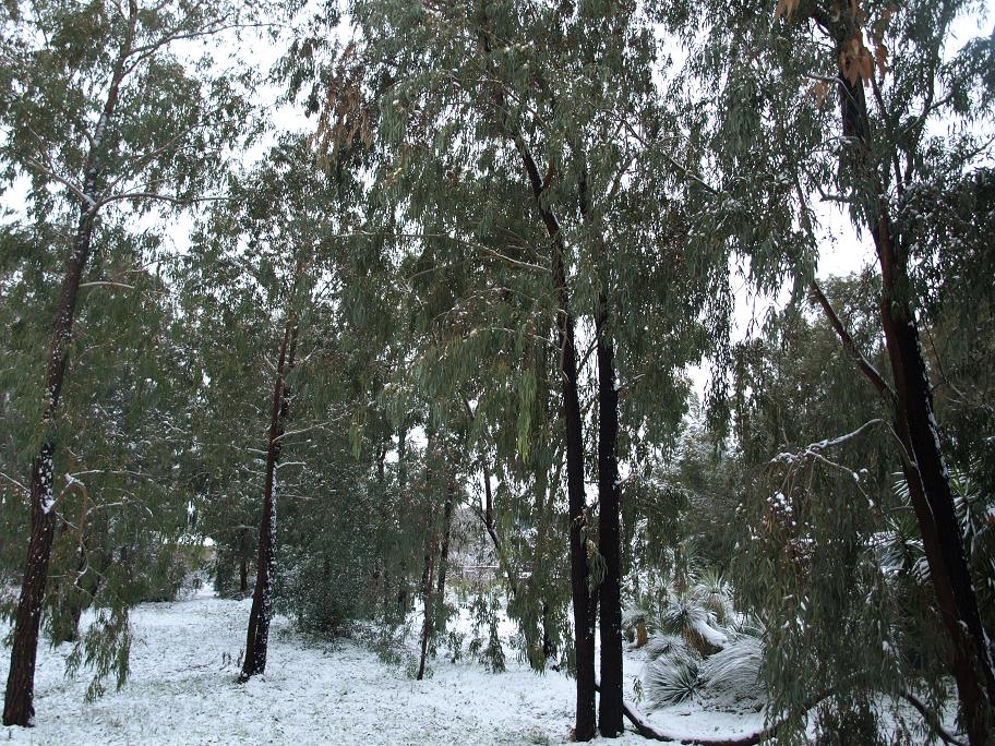 Eucalyptus-sideroxylon-plantation.jpg
