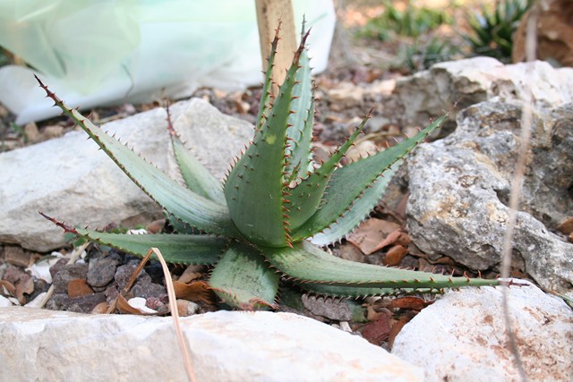 aloe broomii (1) [640x620].jpg