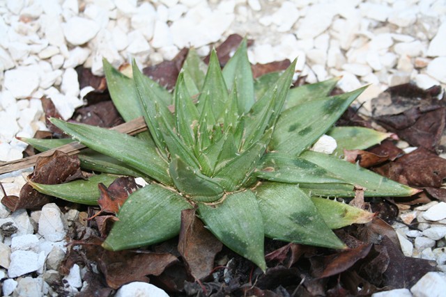 aloe polyphylla [640x620].jpg