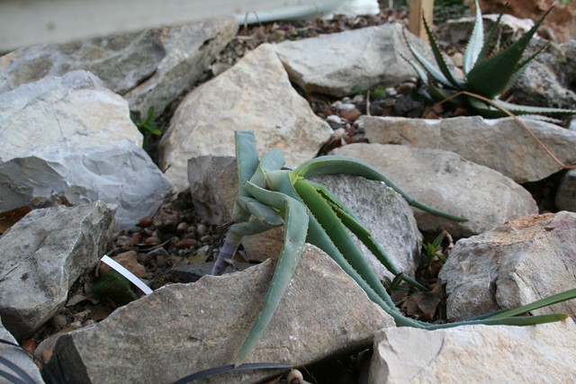 aloe speciosa (1) [640x620].jpg